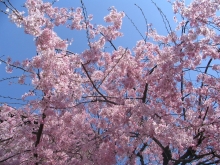 Cherry Blossom Season